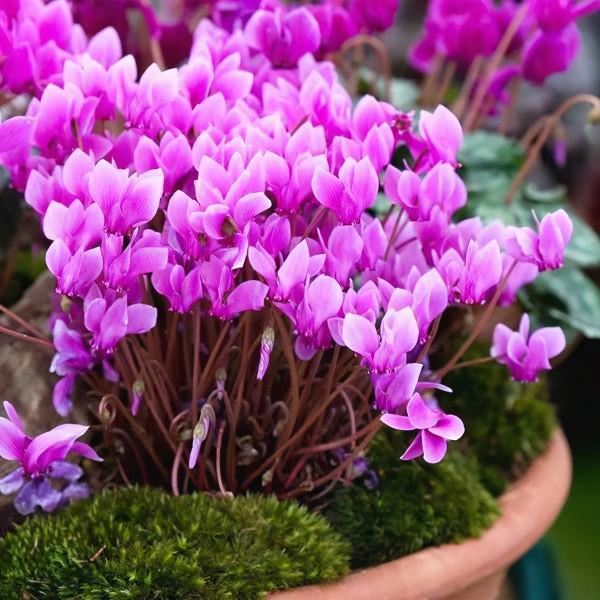 5種“耐寒花”，好看不怕凍，低溫也能爆花，一直開到初夏