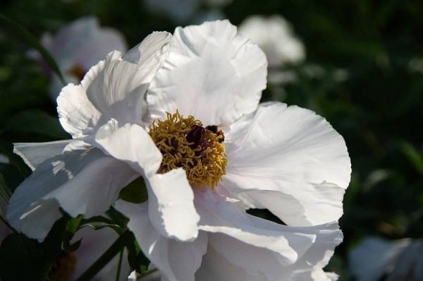 牡丹花型——單瓣型