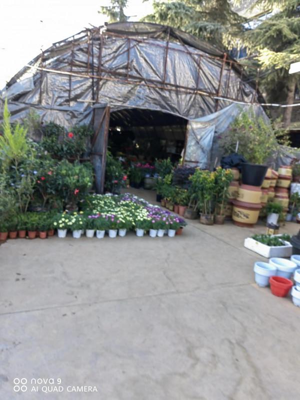 麗江古城昭慶市場