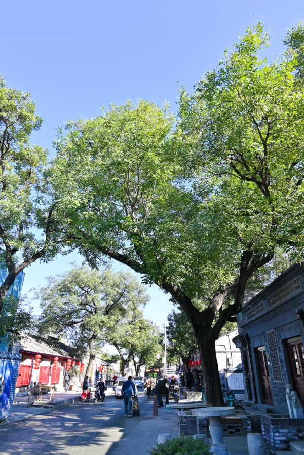 模式口大街,感受千年古道!別有一番風景 模式口大街,感受千年古道!別有一番風景