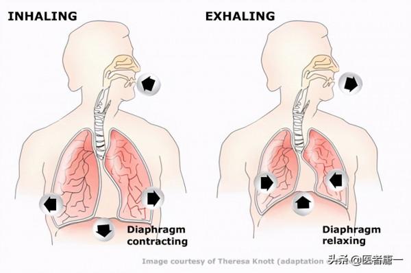 慢性肺病的朋友,建議你鍛鍊膈肌,膈肌是呼吸的發動機 慢性肺病的朋友,建議你鍛鍊膈肌,膈肌是呼吸的發動機