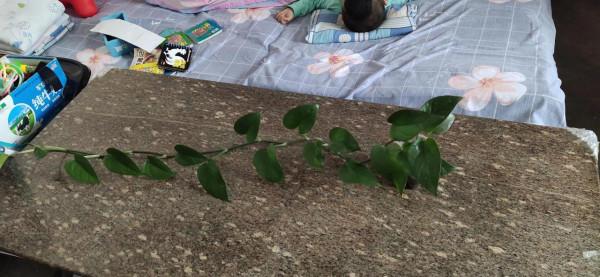 我是拿花當人養了唄