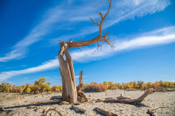 毫無懸念!今年最美的國內秋天,果然還是額濟納 毫無懸念!今年最美的國內秋天,果然還是額濟納