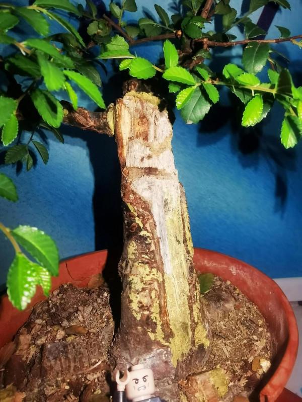 新人做盆景,榔榆是不二之選 新人做盆景,榔榆是不二之選