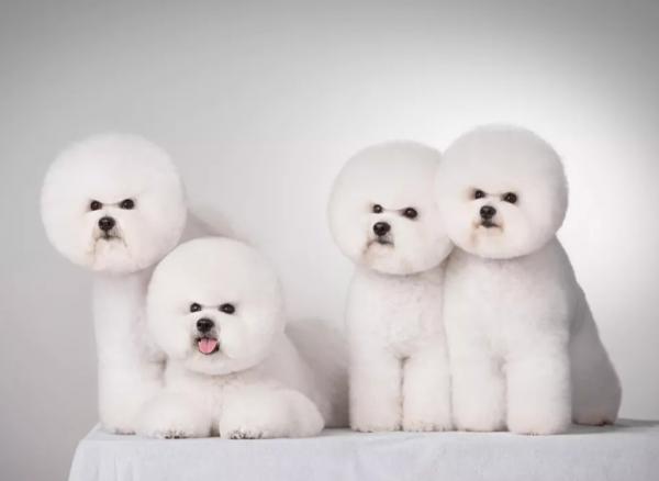 你適合養“公比熊”還是“母比熊”？看完就不用糾結了