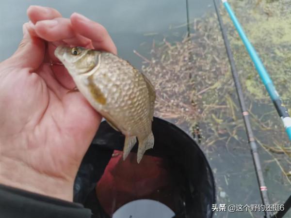 冬季有口打不著，總是錨魚怎麼回事？精準找底完善細節莫錯過魚情