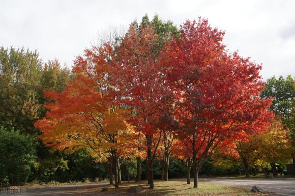 17個加拿大冷知識：帶你瞭解真實的加拿大