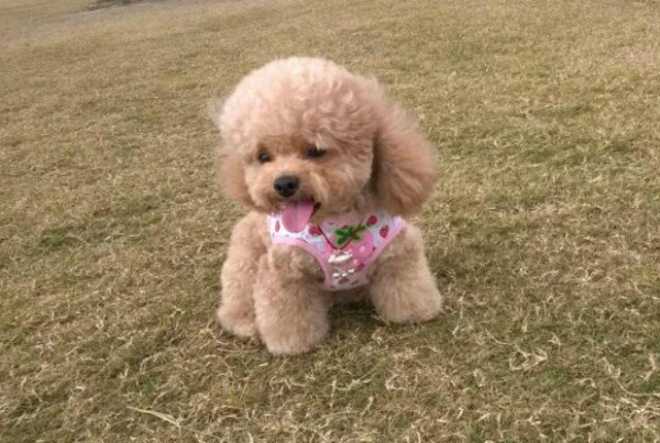 泰迪犬為什麼討人厭？告訴你原因