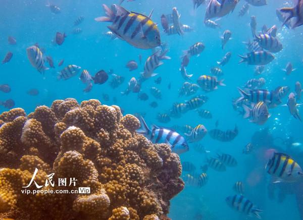 海南陵水：暢遊海底世界