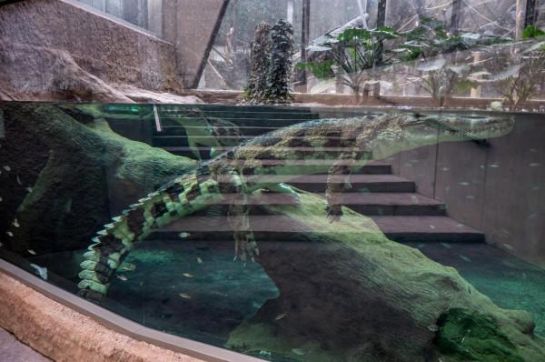 羅茲動物園的馬來鱷