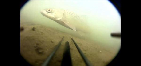 水下探魚揭秘真相：流水坐釣鯪魚有哪些誤區？