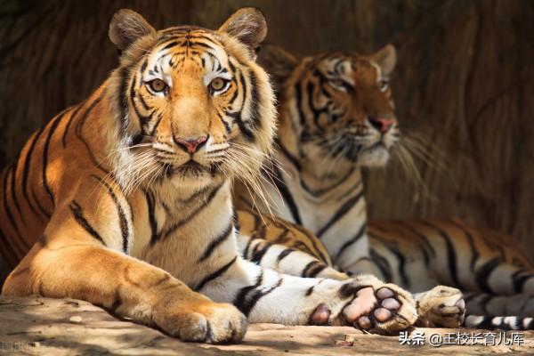 四種人才型別性格特點分析