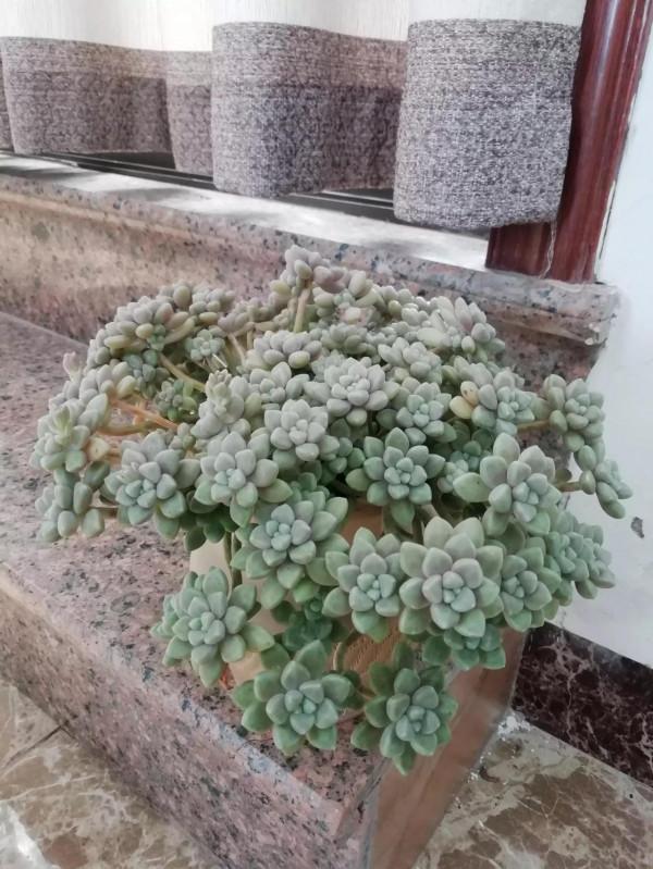 丸葉姬秋麗是多肉界的“潛力股”,不比貴貨差 丸葉姬秋麗是多肉界的“潛力股”,不比貴貨差