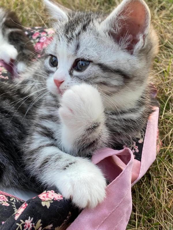 親愛的玎璫璫呀,你在喵星還好嗎? 親愛的玎璫璫呀,你在喵星還好嗎?