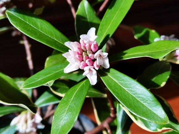 雙11花草“值得買”清單,共16種,後3種“吉祥如意”,重點關注 雙11花草“值得買”清單,共16種,後3種“吉祥如意”,重點關注