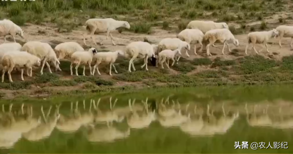 甘肅小夥進山放羊，養羊三年賠三年，屢敗屢戰年收入1000多萬元