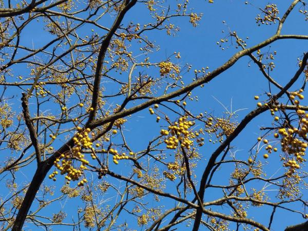 走路走人生：那個賣蔗人告訴我，用水清洗過的甘蔗吃了會牙疼