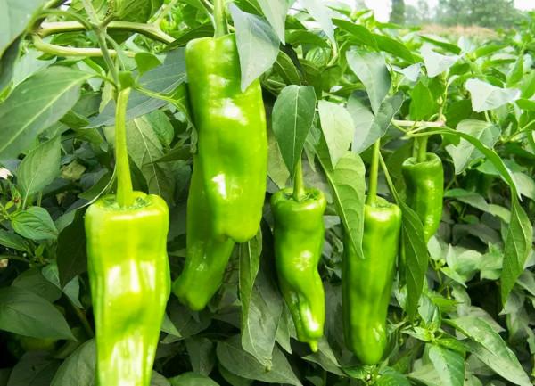 各類”農藥“使用禁忌速查表,一表在手,藥害沒有 各類”農藥“使用禁忌速查表,一表在手,藥害沒有