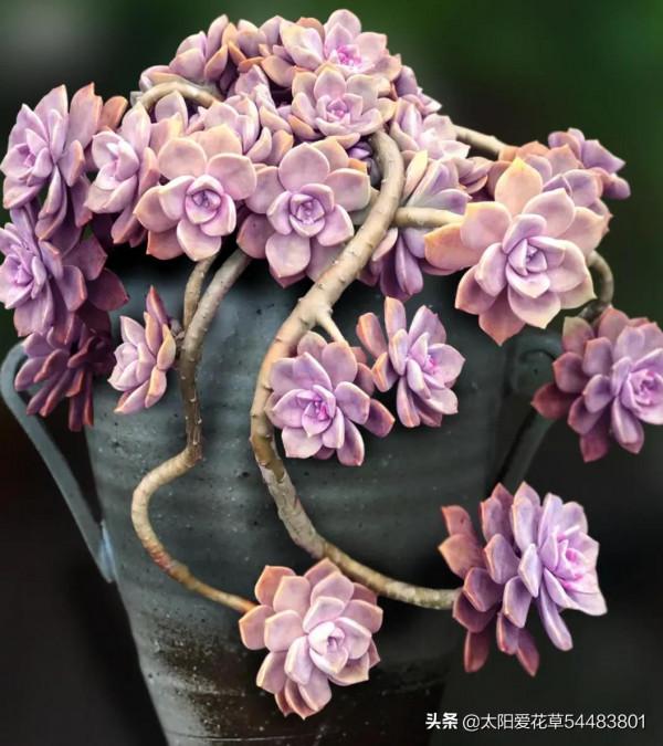 分享6種超級好養的多肉，輕鬆養爆盆又漂亮，養再多都不嫌夠