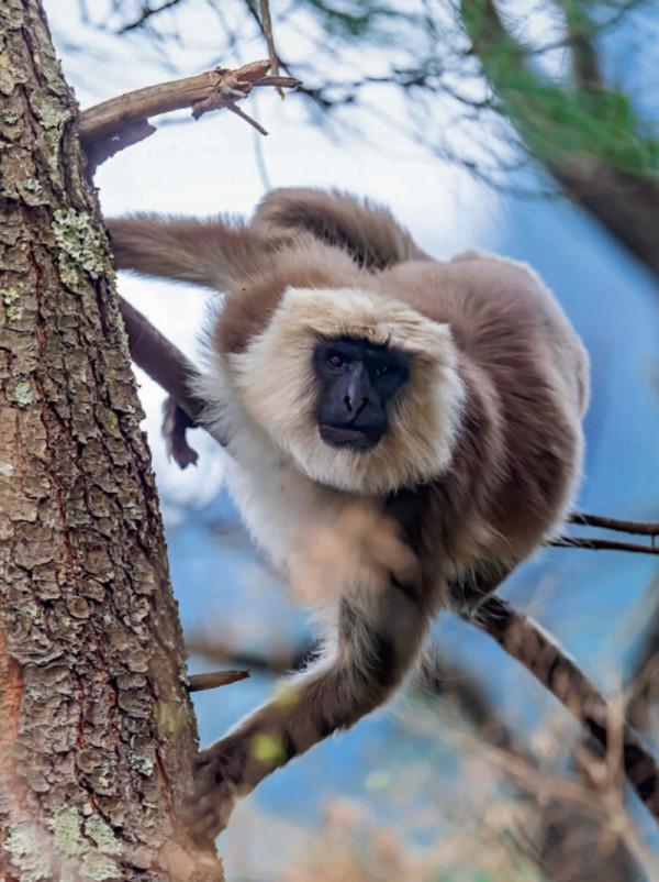 林草科普|徐永春鏡頭中的高原獸影