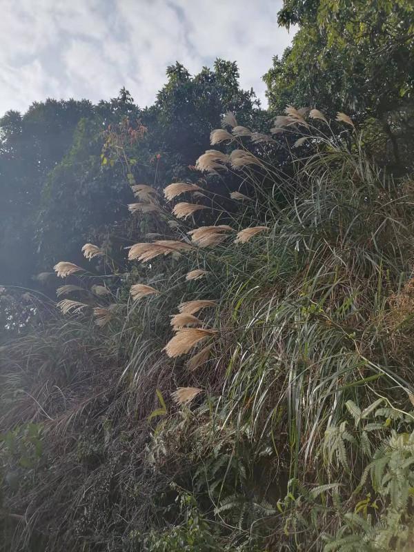 雲彩下的山城系列（九）