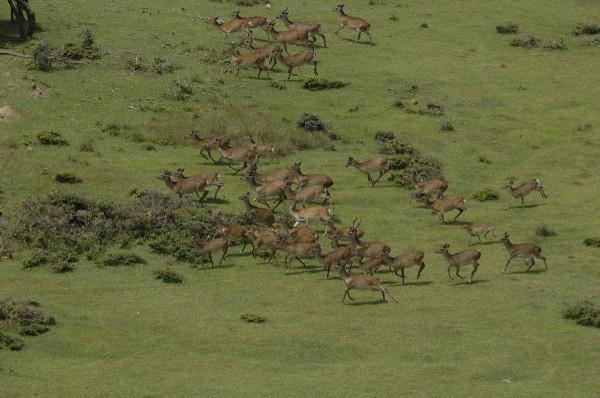 大隅海峽中的馬毛島，曾是日本第二大無人島，被改造成陸基航母