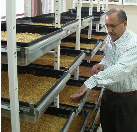 水培玉米苗飼養牛羊 水培玉米苗飼養牛羊