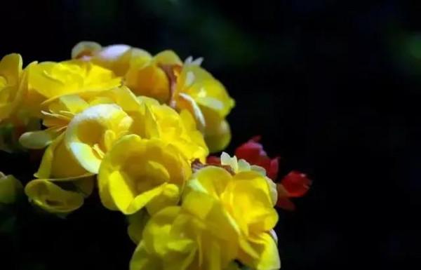 世界金獎醉美的花卉