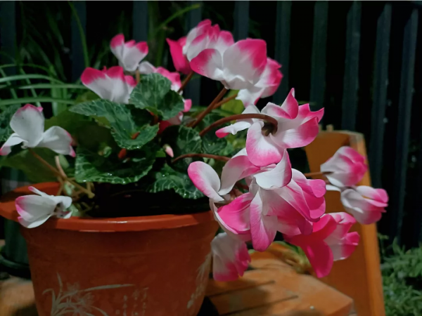 花開完之後別急著扔，趕緊剪一遍，還能繼續開花