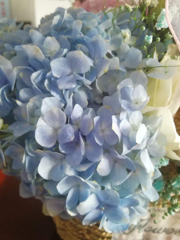 12月養繡球，要做4個核心工作，來年開花比臉還大