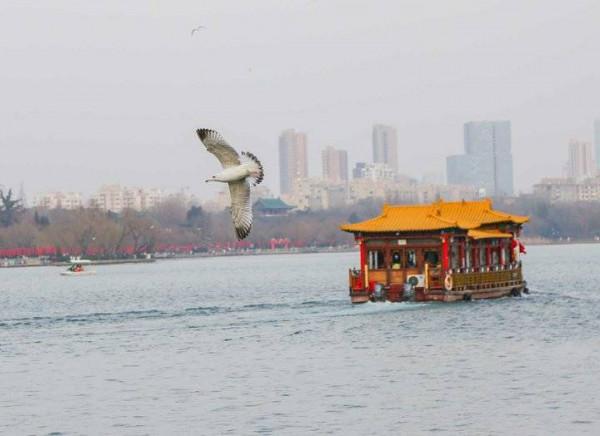 銀鷗靚翅大明湖覓食嬉戲歡樂過大年