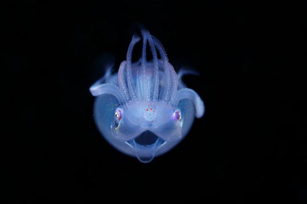 以驚人的細節看到浮游生物的微觀世界 以驚人的細節看到浮游生物的微觀世界