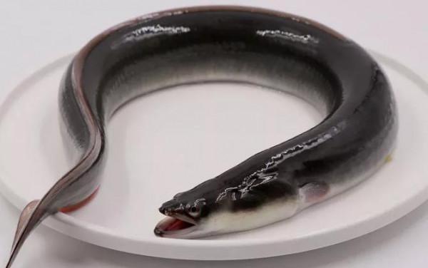 釣到這16種魚要注意!它們很容易看錯,一不小心就惹禍上身 釣到這16種魚要注意!它們很容易看錯,一不小心就惹禍上身