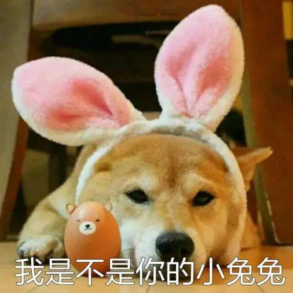 狗界最“通人性”的3種狗,你對它好,它會守護你一輩子 狗界最“通人性”的3種狗,你對它好,它會守護你一輩子