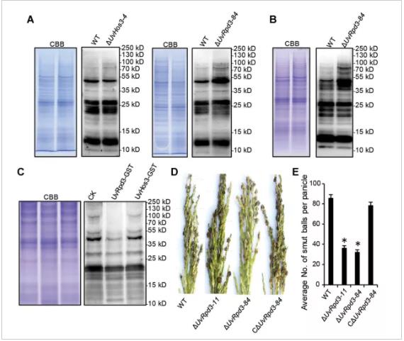 華中農大黃俊斌團隊報道二羥基異丁醯化調控稻曲病菌致病新機制 華中農大黃俊斌團隊報道二羥基異丁醯化調控稻曲病菌致病新機制