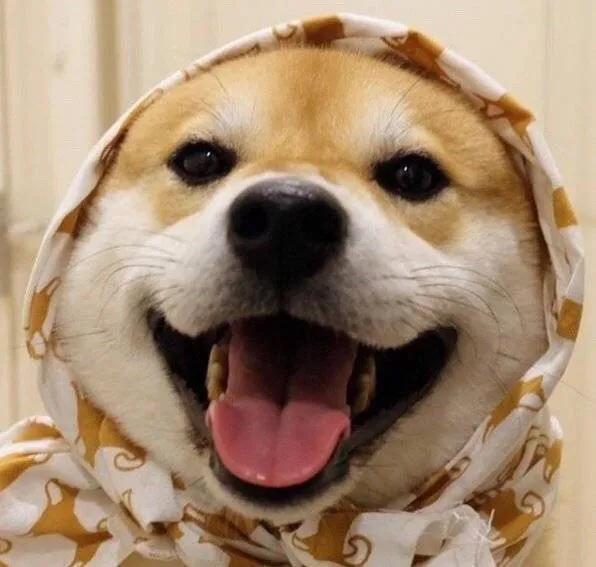 柴犬頭像 | 實現頭像自由