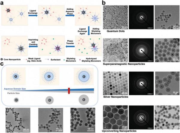 劉震教授團隊報道可控奈米分子印跡