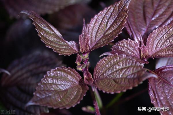老獸醫：紫蘇全身上下都是寶，這樣用價值高，解決養雞人3大煩惱