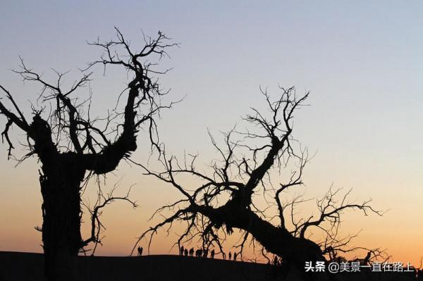 不遙遠的額濟納，邂逅大漠胡楊林，遇見人間秘境3