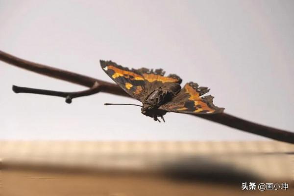 創造栩栩如生的木雕昆蟲