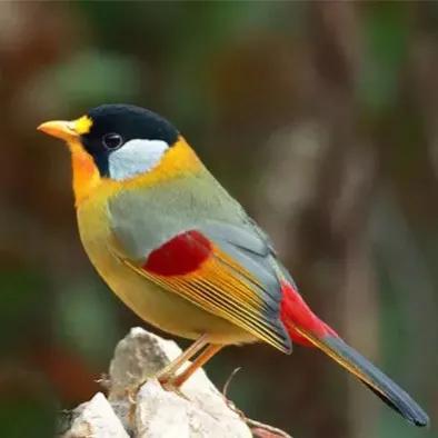 鳥的世界 鳥的天堂