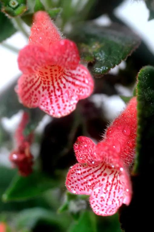 《百花集》（一百九十五）