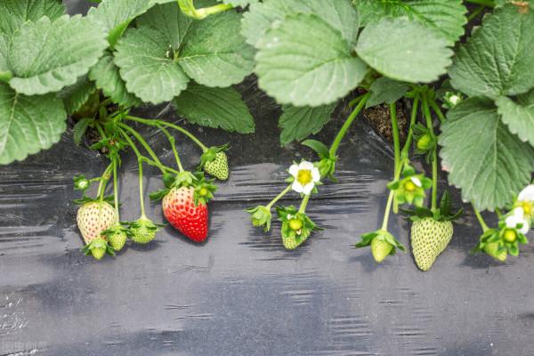 草莓：西安出血熱的背鍋俠，事情不會到此結束，莓農不能到此為止