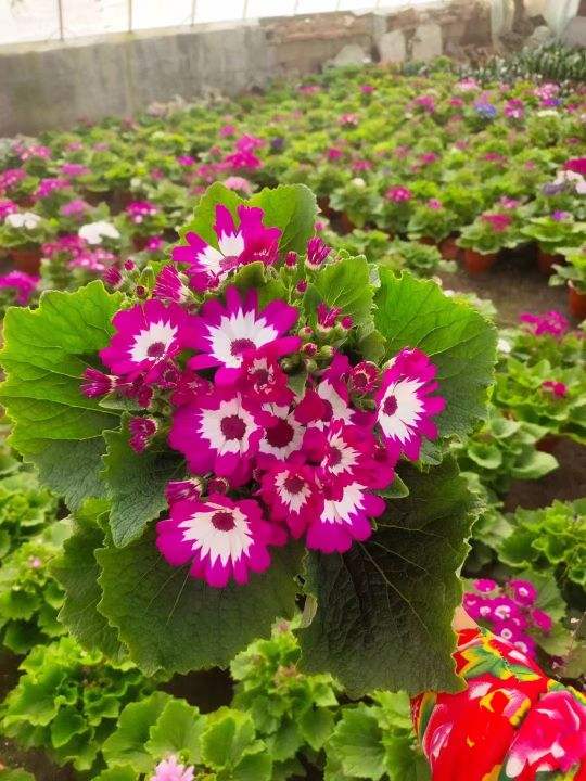 年宵花也有一次性，4種花開完了就趕緊扔，再養也是浪費時間