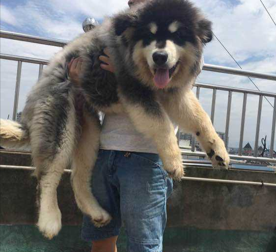 這幾種狗就是好看，但是一點都不中用，是慫狗