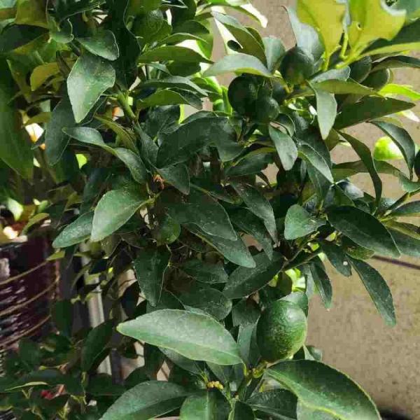 這些“年宵花”,現在開始養,過年就開花,紅紅火火,吉利喜慶 這些“年宵花”,現在開始養,過年就開花,紅紅火火,吉利喜慶