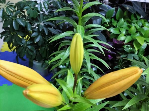 這一年 我的花花草草 驚豔了我的小院 驚豔了我的心