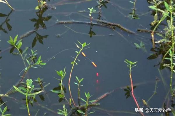 晚秋釣鯽魚，這些釣法最優秀，主動出擊不死等，釣大鯽魚有奇效