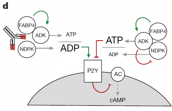 基礎科研 |《Nature》：突破！哈佛大學發現一種新激素，靶向它可治癒糖尿病