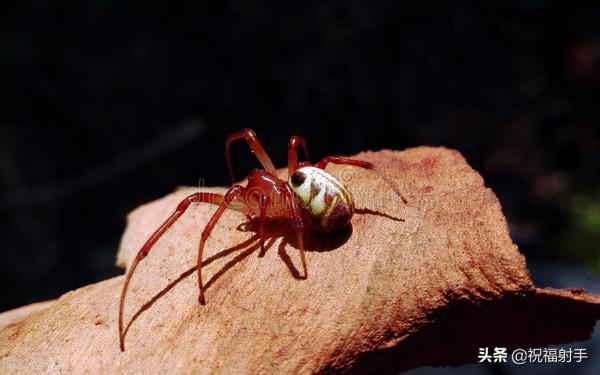 毒蜘蛛-五毒之——蜘蛛毒液,你應該瞭解的毒性知識(一)習性篇 毒蜘蛛-五毒之——蜘蛛毒液,你應該瞭解的毒性知識(一)習性篇